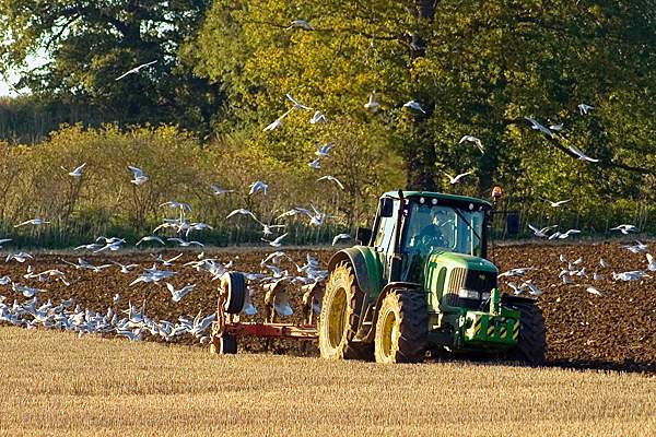 CultivationatStoxebyNayland.jpg - Cultivation at Stoke-by-Nayland by Peter Cox