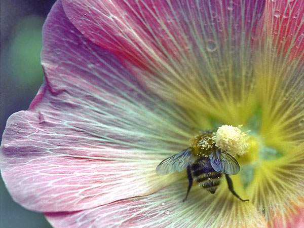 Projected07002.jpg - Busy Bee on Hollyhock by Peter Cox