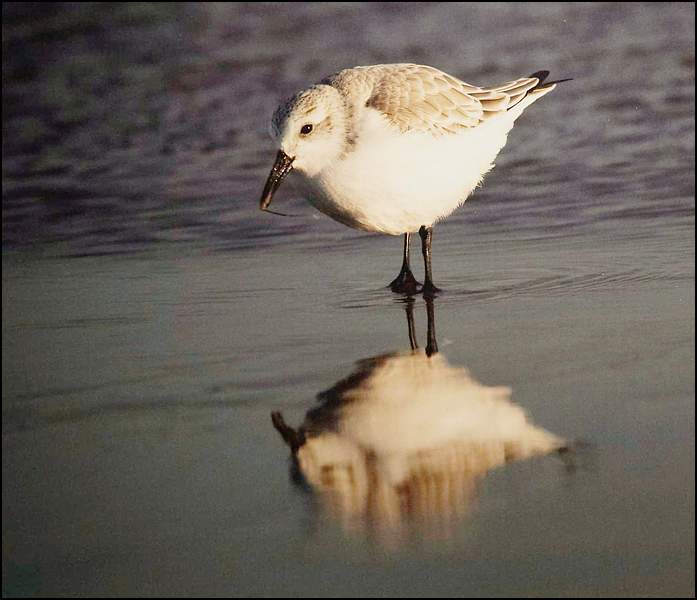 SanderlingbyMattClarke.jpg - Sanderling by Matt Clark