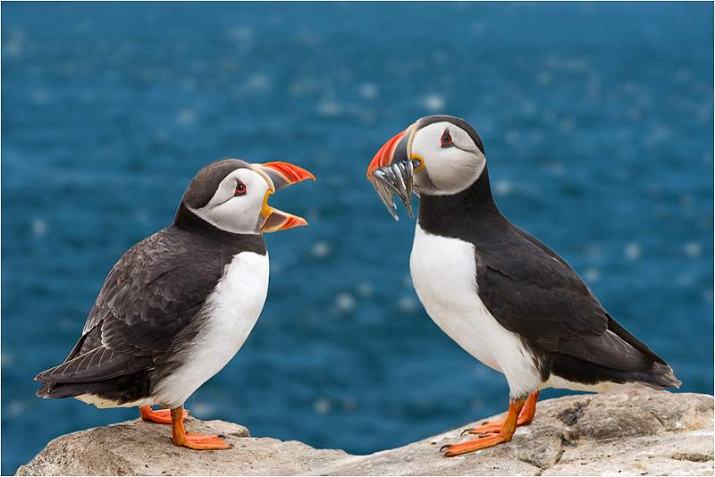03-i01.jpg - Birds From Farne Island & Bass Rock