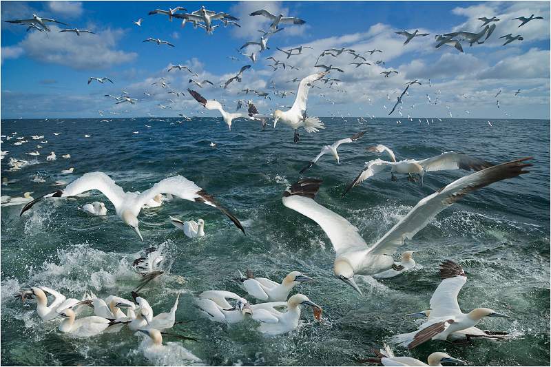 03-i02.jpg - Birds From Farne Island & Bass Rock