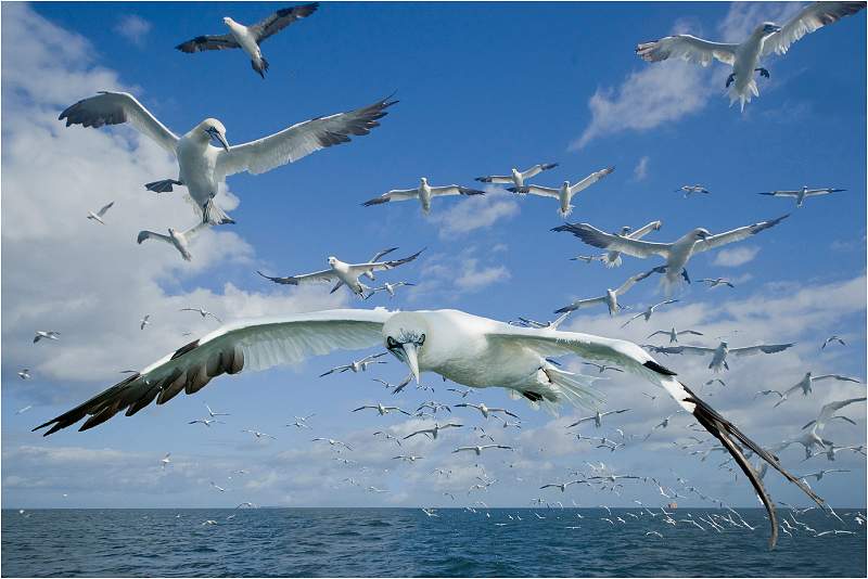 03-i03.jpg - Birds From Farne Island & Bass Rock