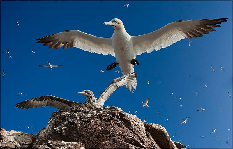 03-i04.jpg - Birds From Farne Island & Bass Rock