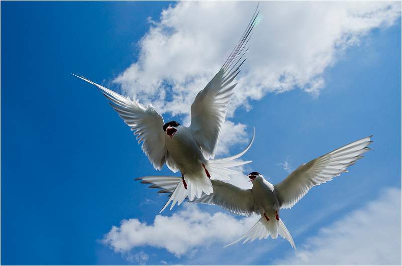 03-i05.jpg - Birds From Farne Island & Bass Rock