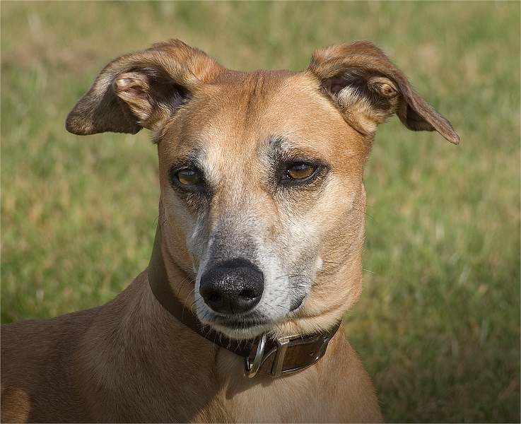 04-i02.jpg - Steeds Cup