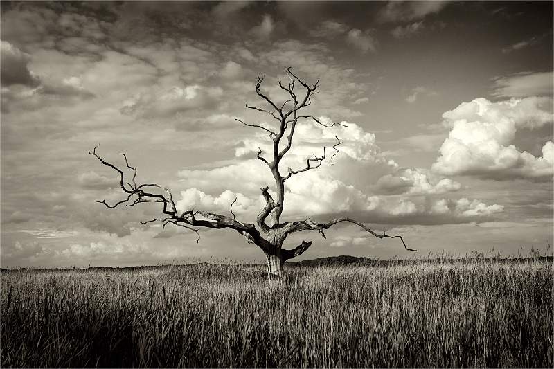 04-i03.jpg - Steeds Cup