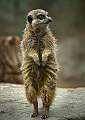 Meercat