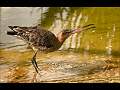 GODWIT