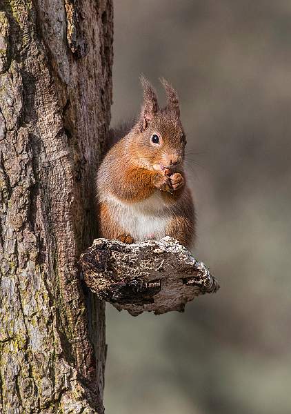 rogerP1-S5.jpg - Nacton Cup