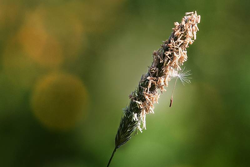 christineP1-S2.jpg - Summer Seed