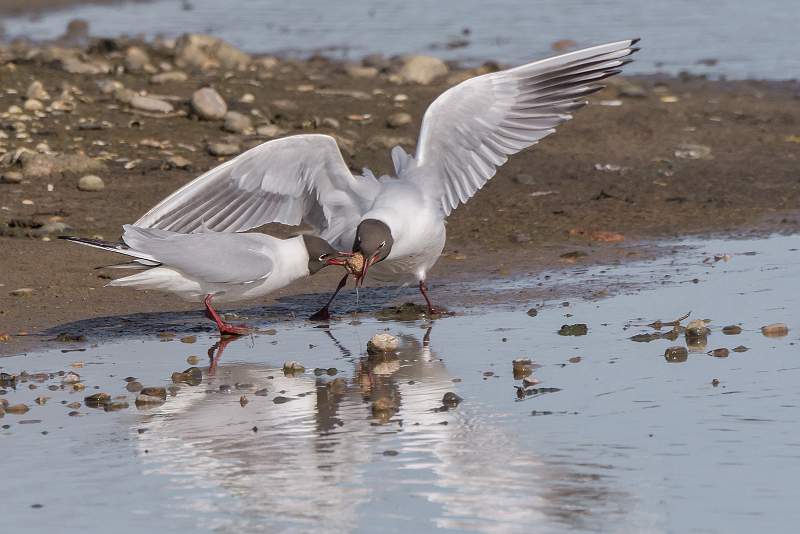 i1801.jpg - Nacton Cup