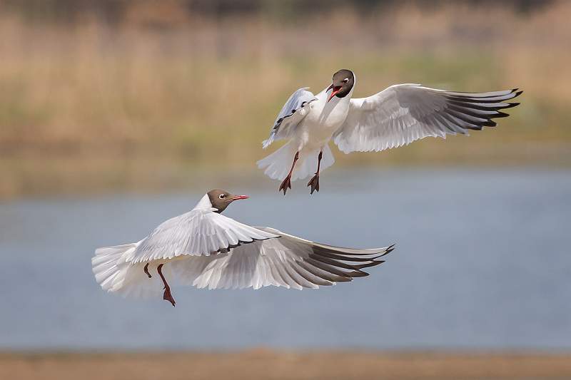 i1802.jpg - Nacton Cup