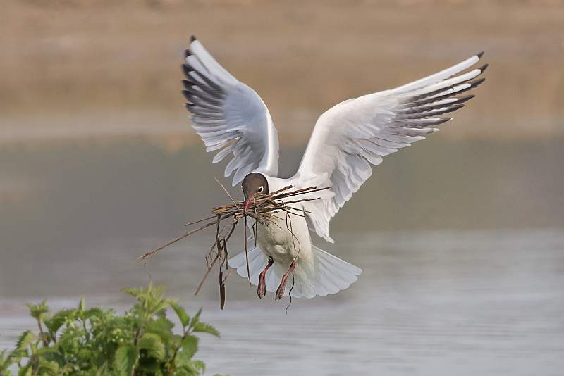 i1804.jpg - Nacton Cup