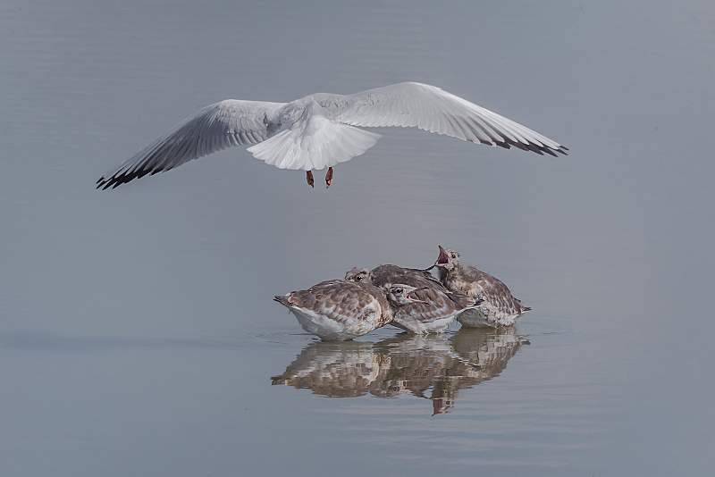 i1805.jpg - Nacton Cup