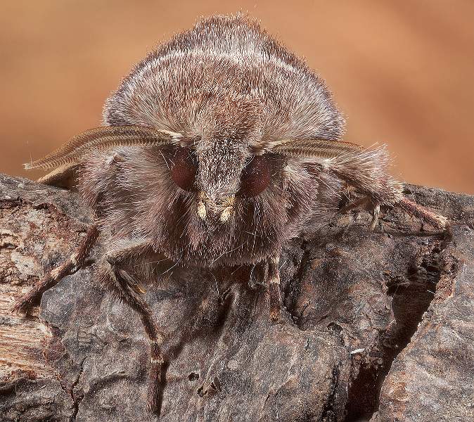 i1001.jpg - Hebrew Character