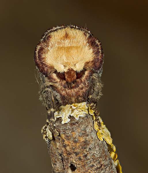 i1002.jpg - Buff Tip