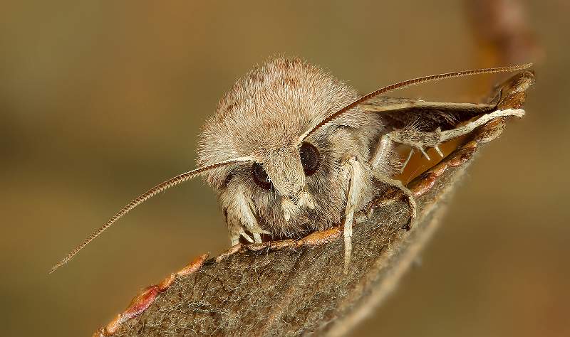 i1003.jpg - Common Quaker