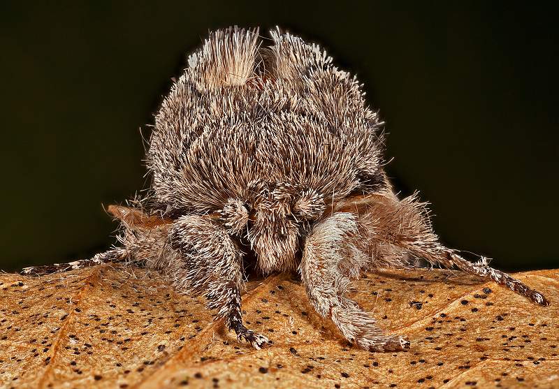 i1004.jpg - Swallow Prominent
