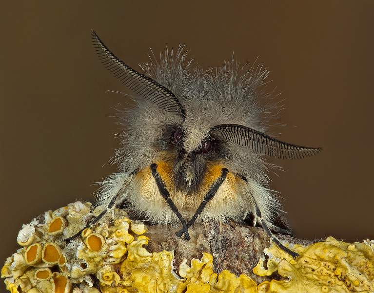 i1005.jpg - Muslin Moth