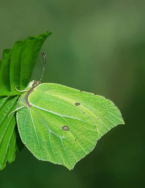 Brimstone_David Schenck_i0905.jpg