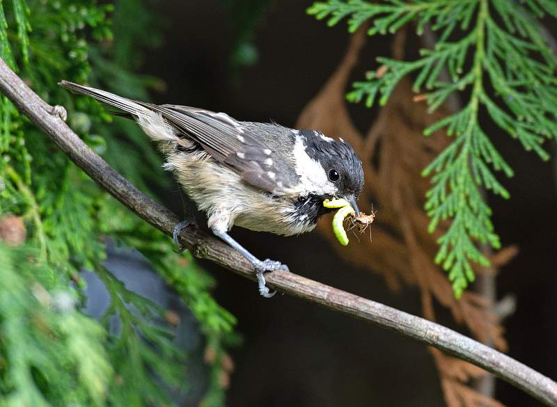 Coal Tit_Julie Browne.jpg