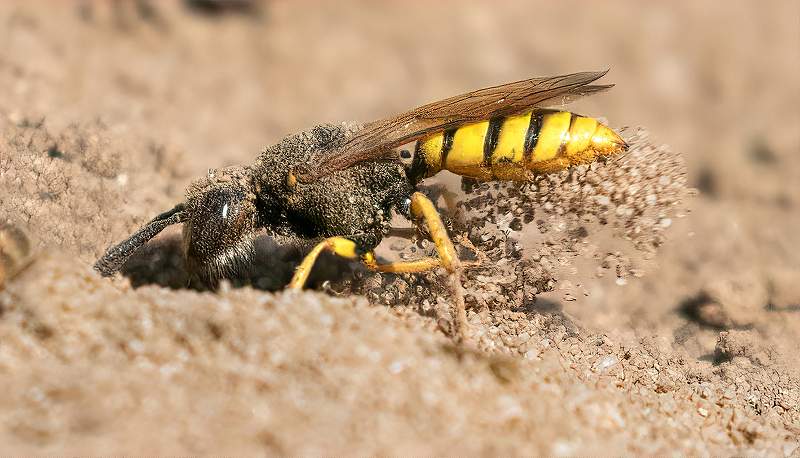 Digger wasp burrowing_Charles Whitfield-King.jpg