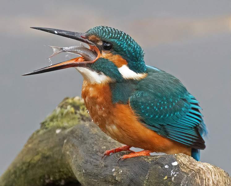 Down the hatch_Charles Whitfield-King.jpg