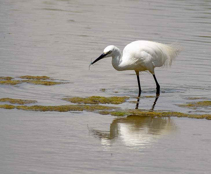 Egret with damsel fly catch_Julie Browne.jpg