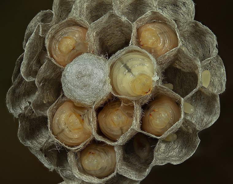 Inside a Wasp's Nest_David Schenck.jpg