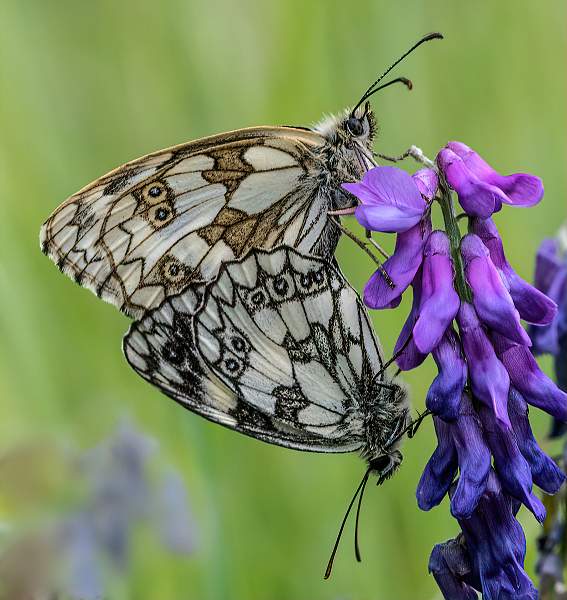 Marbled white mating_Charles Whitfield-King.jpg