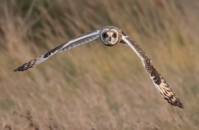Short Eared Owl  in flight_Charles Whitfield-King.jpg