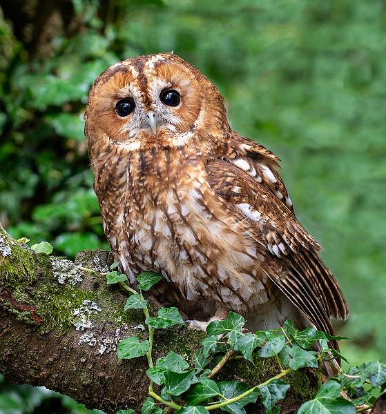 Tawny Owl_Julie Browne.jpg