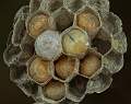 Inside a Wasp's Nest_David Schenck