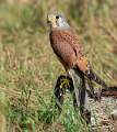 Kestrel_Julie Browne