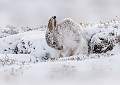 Scottish Mountain Hare Grooming_Stephen Harper