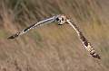 Short Eared Owl  in flight_Charles Whitfield-King