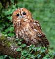 Tawny Owl_Julie Browne