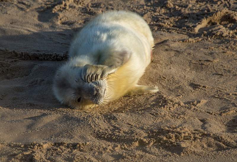 3_Who woke me up_Dennis Kell.jpg - Who woke me up?