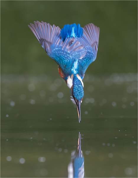 i0201.jpg - Emerging with fish