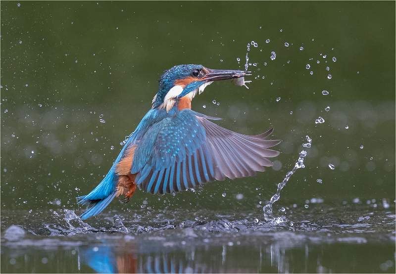 i0202.jpg - Emerging with fish