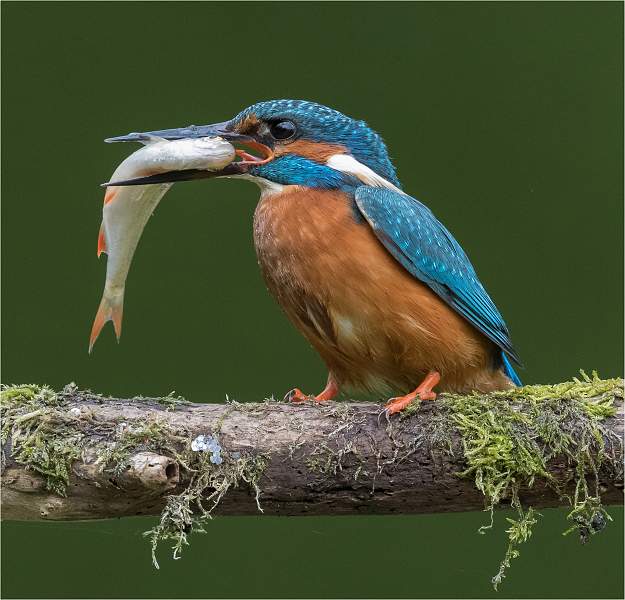 i0204.jpg - About to swallow