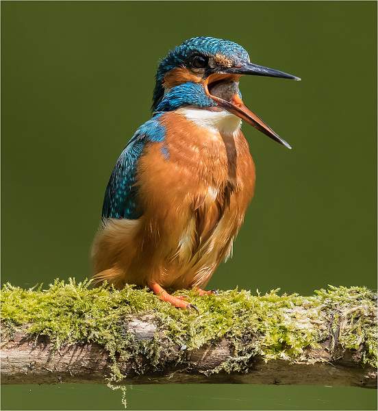 i0205.jpg - Casting pellet