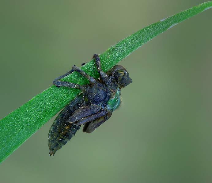 i0801.jpg - The head emerges