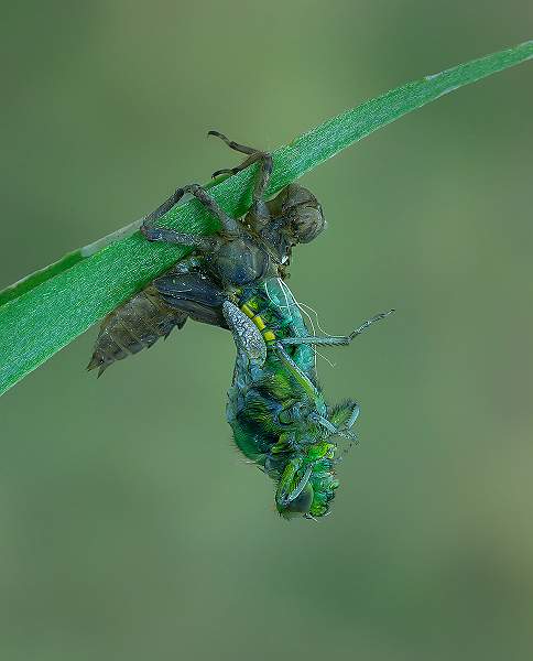 i0802.jpg - Then the body