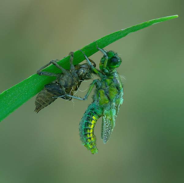 i0803.jpg - Free at last