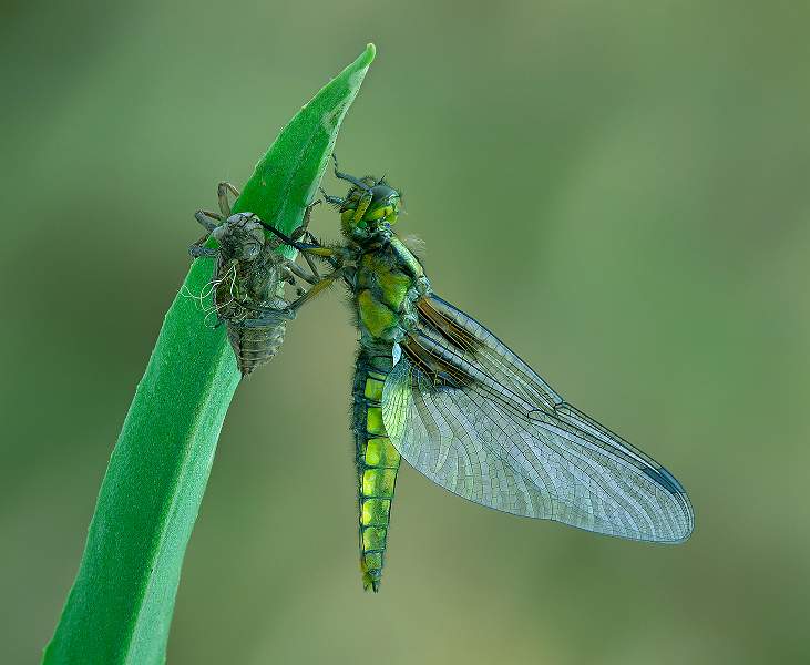 i0804.jpg - Strengthening the wings