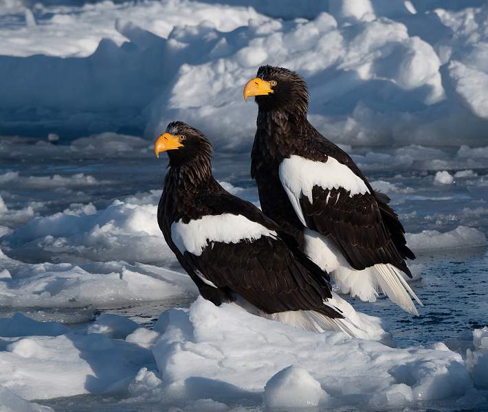 i1505.jpg - Steller's Sea Eagle Pair