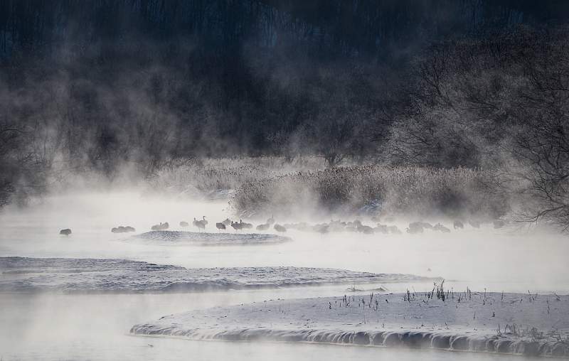 i1509.jpg - Crested Cranes Roosting, Seturi-gawa River, Hokkaido