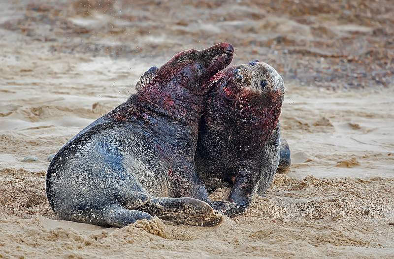 i1007.jpg - Grey Seal bulls fighting