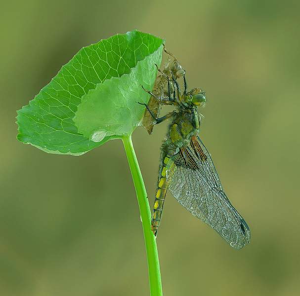 i1009.jpg - Broad-Bodied Chaser - After the rain